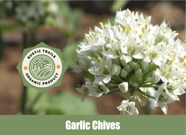 Garlic Chives, Allium tuberosum seeds